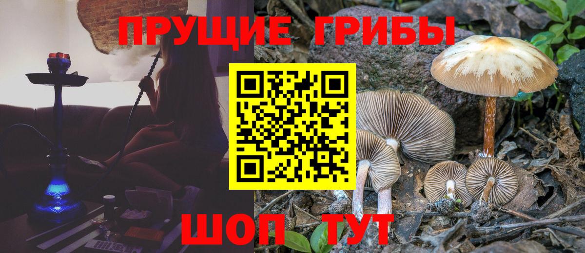 Галлюциногенные грибы Psilocybine cubensis  Бугуруслан  Галлюциногенные грибы Psilocybe 